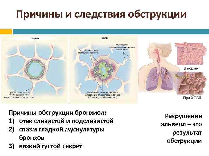 Презентация дыхательная система медколледж