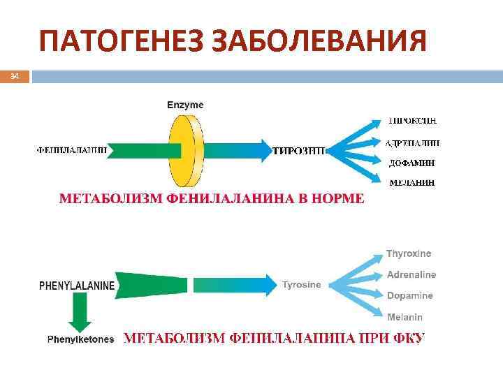 ПАТОГЕНЕЗ ЗАБОЛЕВАНИЯ 34 