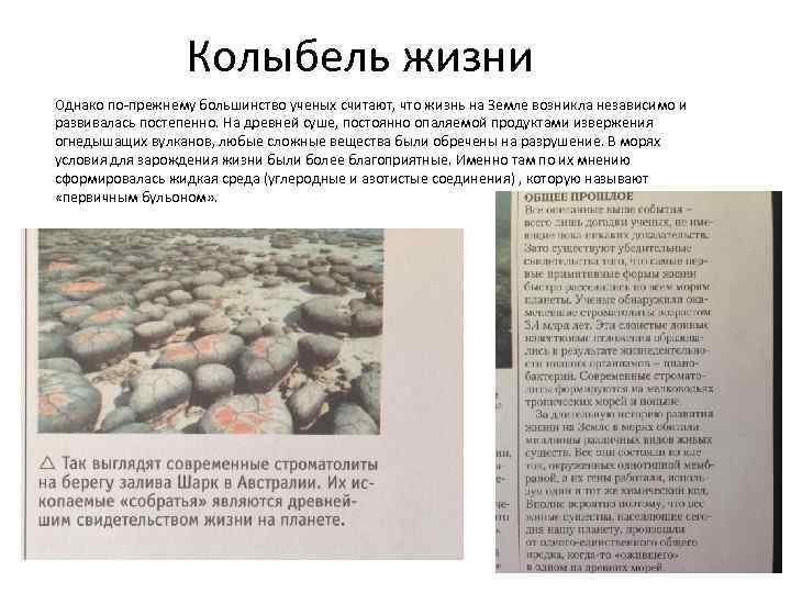 Колыбель жизни Однако по-прежнему большинство ученых считают, что жизнь на Земле возникла независимо и