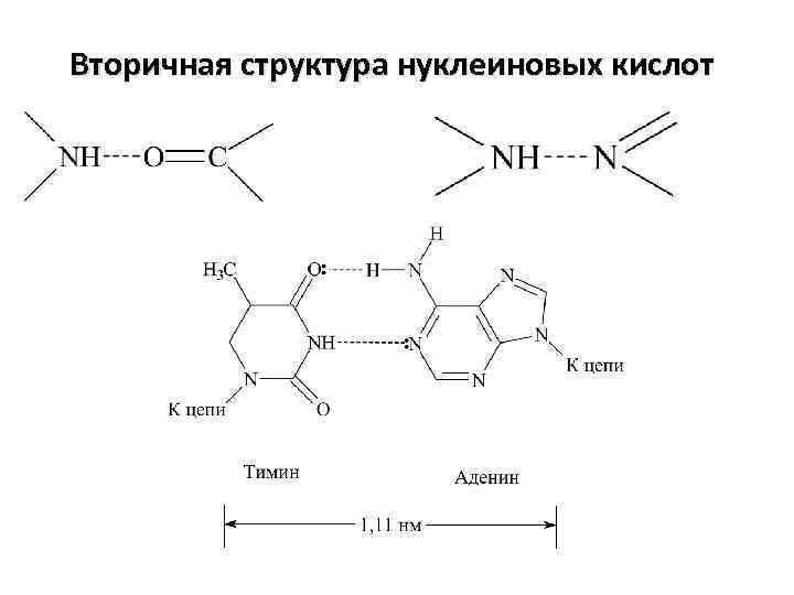 Вторичная структура нуклеиновых кислот 
