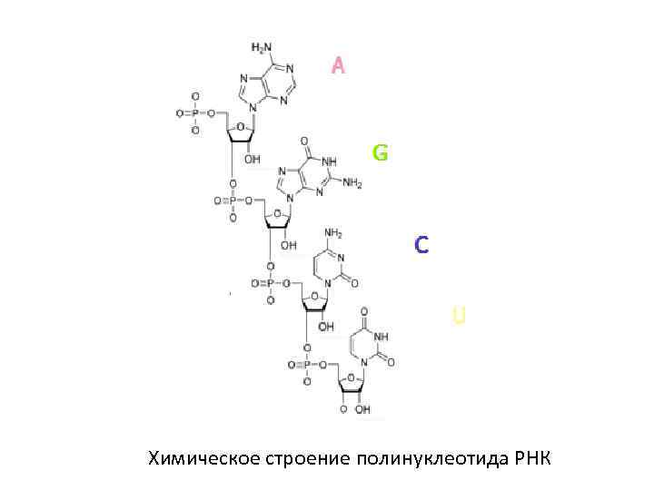 Полинуклеотидная рнк. Структура РНК формула. Химическое строение РНК. РНК строение химия. Строение РНК формула.