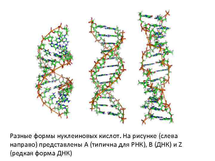 Разные формы нуклеиновых кислот. На рисунке (слева направо) представлены A (типична для РНК), B
