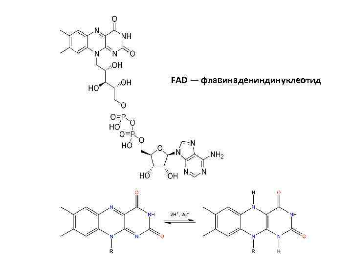 FAD — флавинадениндинуклеотид 