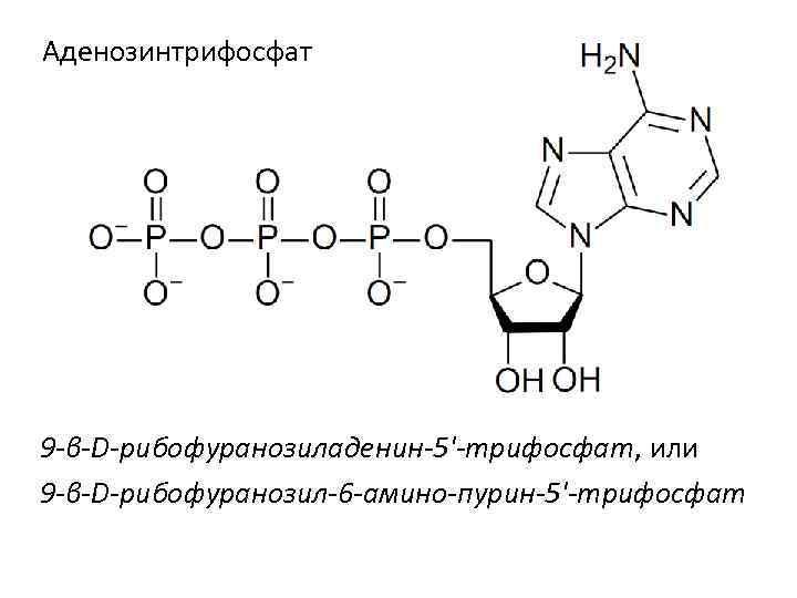 Аденозинтрифосфат 9 -β-D-рибофуранозиладенин-5'-трифосфат, или 9 -β-D-рибофуранозил-6 -амино-пурин-5'-трифосфат 