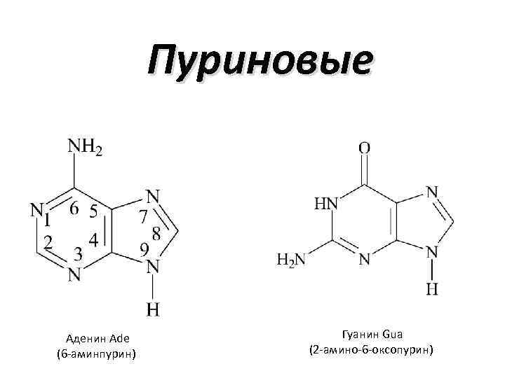 Пуриновые Аденин Ade (6 -аминпурин) Гуанин Gua (2 -амино-6 -оксопурин) 