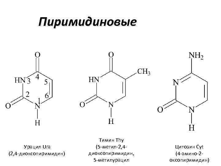 Пиримидиновые Урацил Ura (2, 4 -диоксопиримидин) Тимин Thy (5 -метил-2, 4 диоксопиримидин, 5 -метилурацил