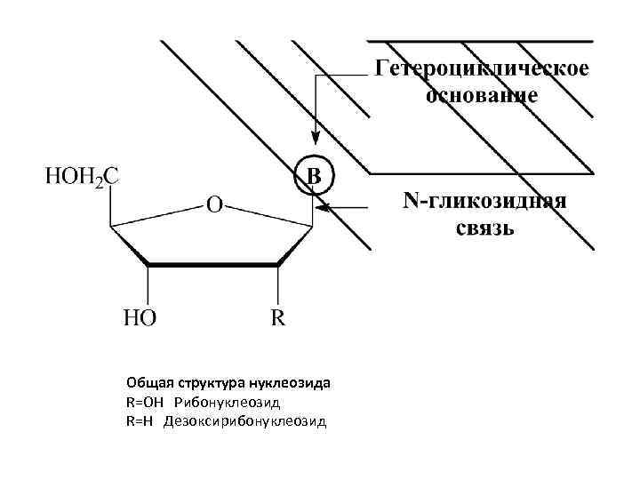 Общая структура нуклеозида R=OH Рибонуклеозид R=H Дезоксирибонуклеозид 