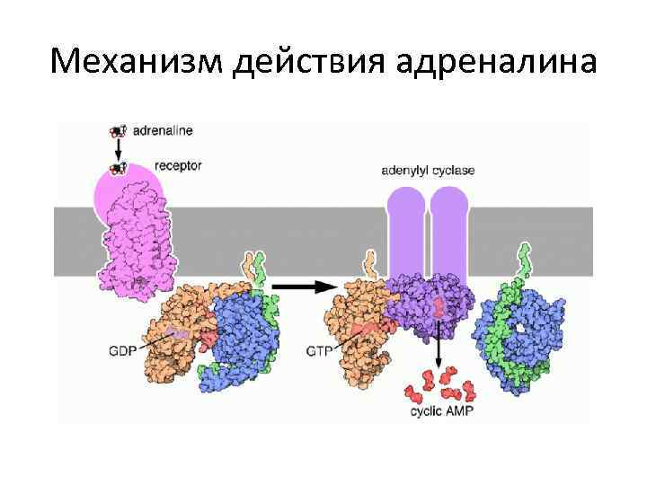 Механизм действия адреналина 