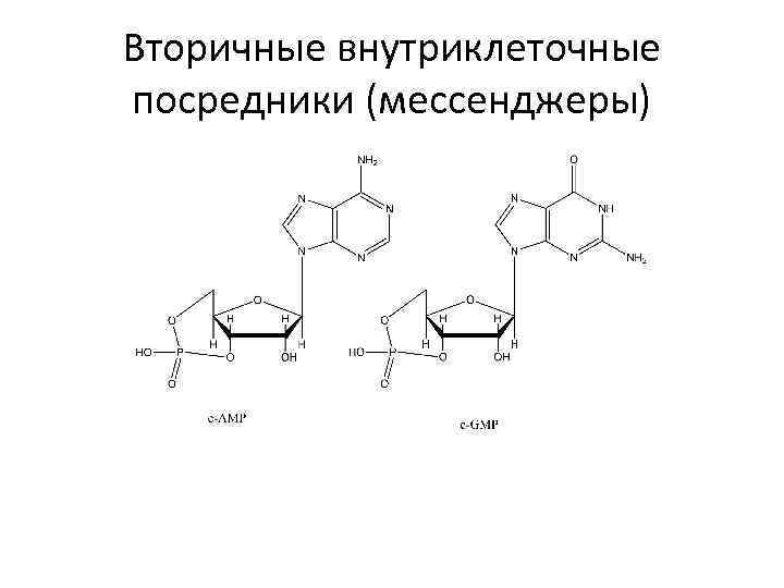 Вторичные внутриклеточные посредники (мессенджеры) 