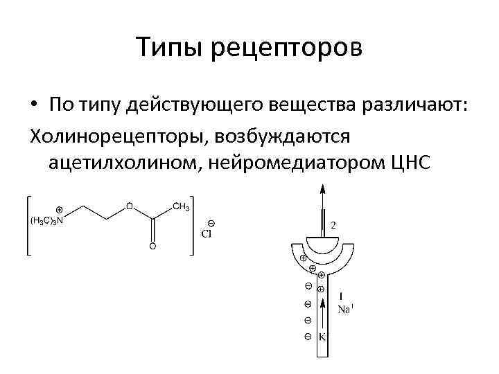 Типы рецепторов • По типу действующего вещества различают: Холинорецепторы, возбуждаются ацетилхолином, нейромедиатором ЦНС 