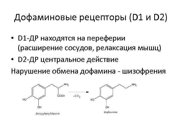 Дофаминовые рецепторы (D 1 и D 2) • D 1 -ДР находятся на переферии