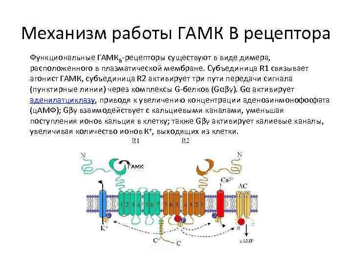 Механизм работы ГАМК В рецептора Функциональные ГАМКB-рецепторы существуют в виде димера, расположенного в плазматической