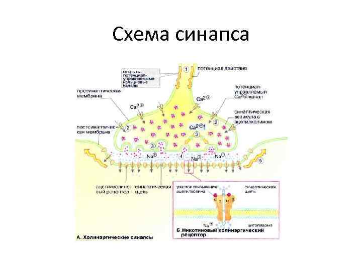 Схема синапса 