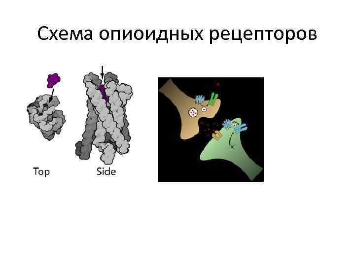 Схема опиоидных рецепторов 