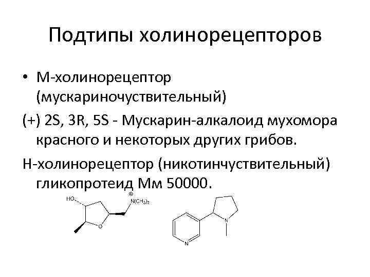 Подтипы холинорецепторов • М-холинорецептор (мускариночуствительный) (+) 2 S, 3 R, 5 S - Мускарин-алкалоид