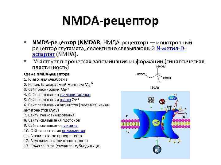 NMDA-рецептор • NMDA-рецептор (NMDAR; НМДА-рецептор) — ионотропный рецептор глутамата, селективно связывающий N-метил-Dаспартат (NMDA). •