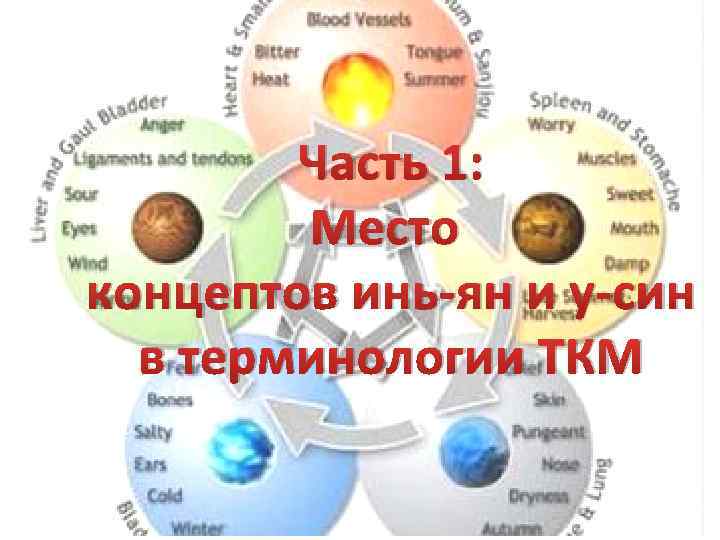 Часть 1: Место концептов инь-ян и у-син в терминологии ТКМ 