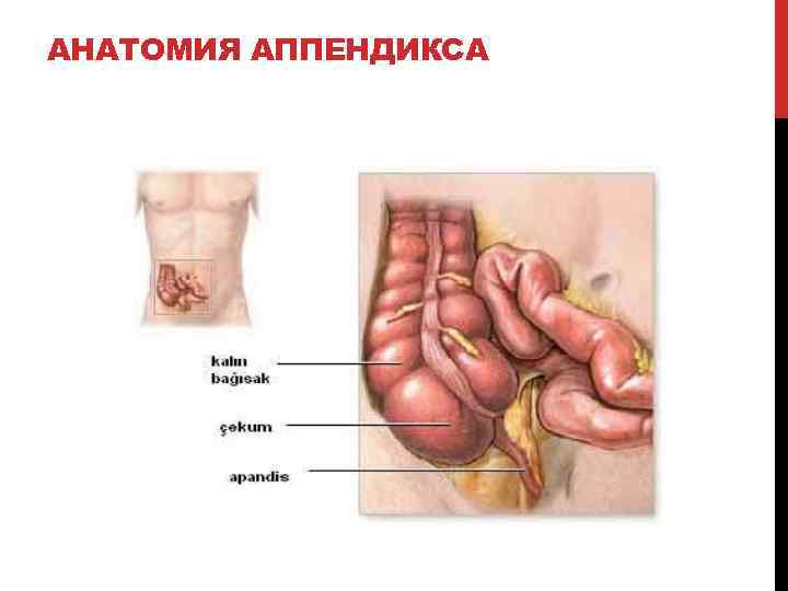 АНАТОМИЯ АППЕНДИКСА 