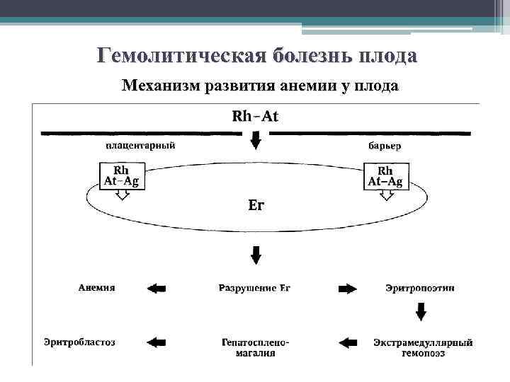 Гемолитическая болезнь плода Механизм развития анемии у плода 