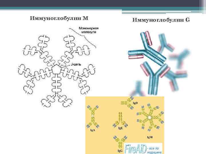 Иммуноглобулин М Иммуноглобулин G 