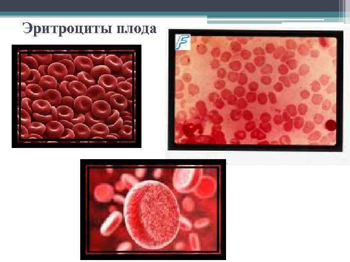 Эритроциты плода 