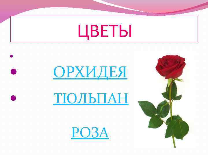 ЦВЕТЫ ОРХИДЕЯ ТЮЛЬПАН РОЗА 
