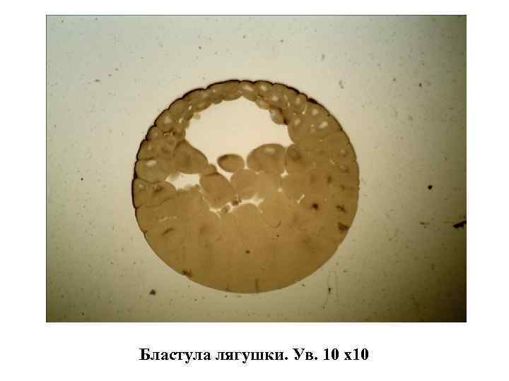 Бластула лягушки рисунок с подписями