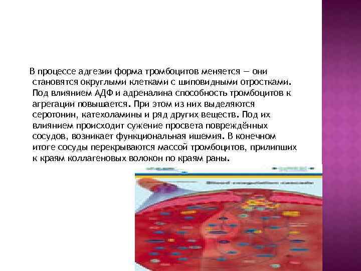 В процессе адгезии форма тромбоцитов меняется — они становятся округлыми клетками с шиповидными отростками.