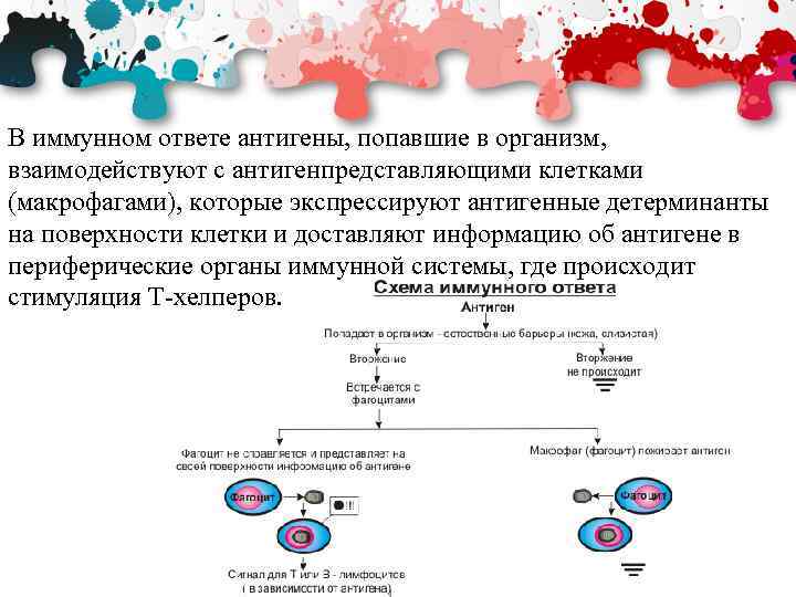 В иммунном ответе антигены, попавшие в организм, взаимодействуют с антигенпредставляющими клетками (макрофагами), которые экспрессируют