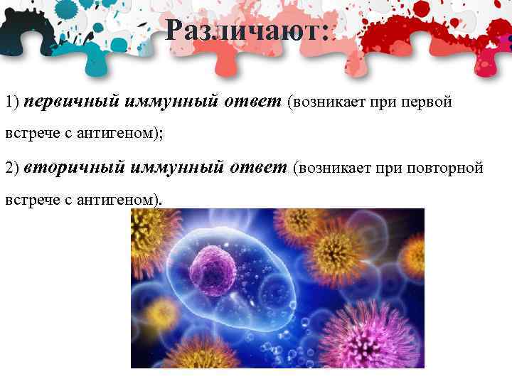 Различают: 1) первичный иммунный ответ (возникает при первой встрече с антигеном); 2) вторичный иммунный