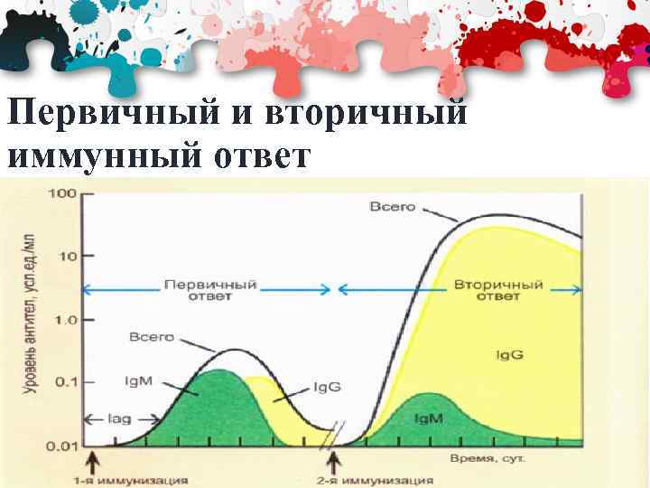 Первичный и вторичный иммунный ответ 