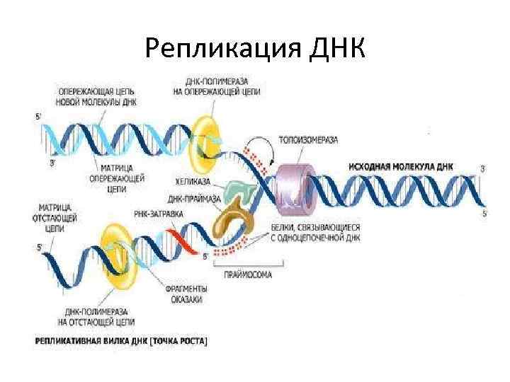 Репликация ДНК 