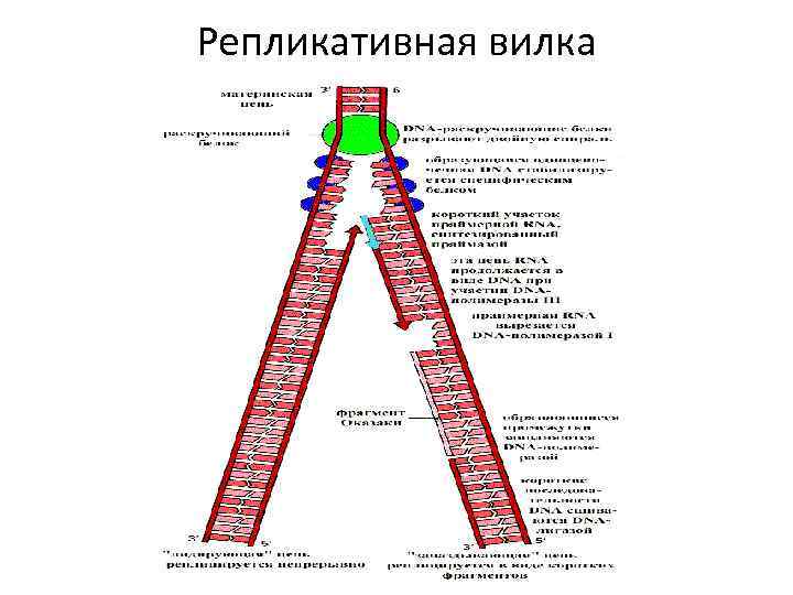 Репликативная вилка 