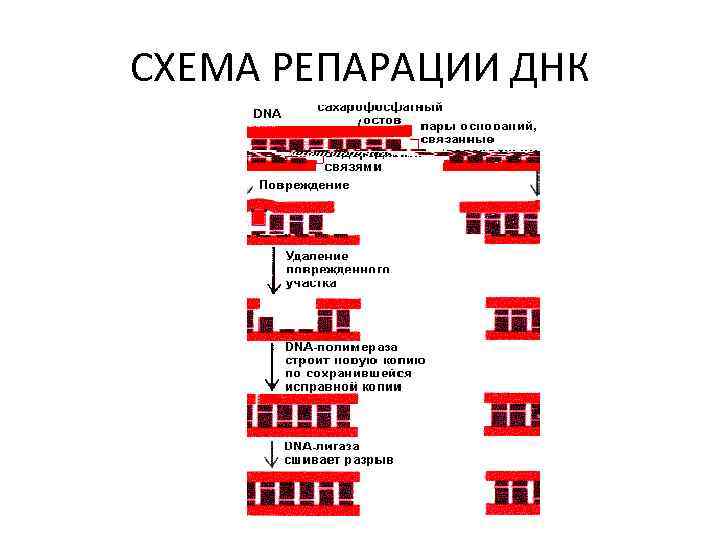 СХЕМА РЕПАРАЦИИ ДНК 