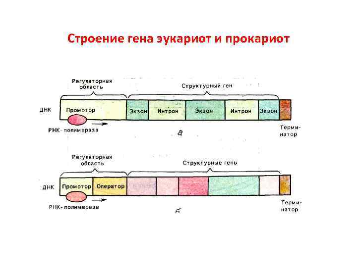 Строение гена эукариот и прокариот 