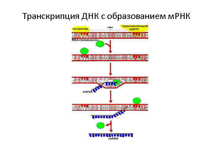 Транскрипция ДНК с образованием м. РНК 