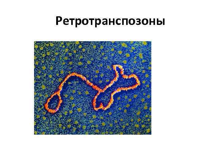 Ретротранспозоны 