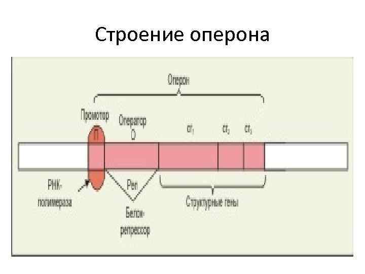 Схема строения оперона у прокариот