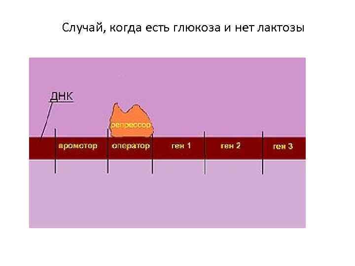 Случай, когда есть глюкоза и нет лактозы 