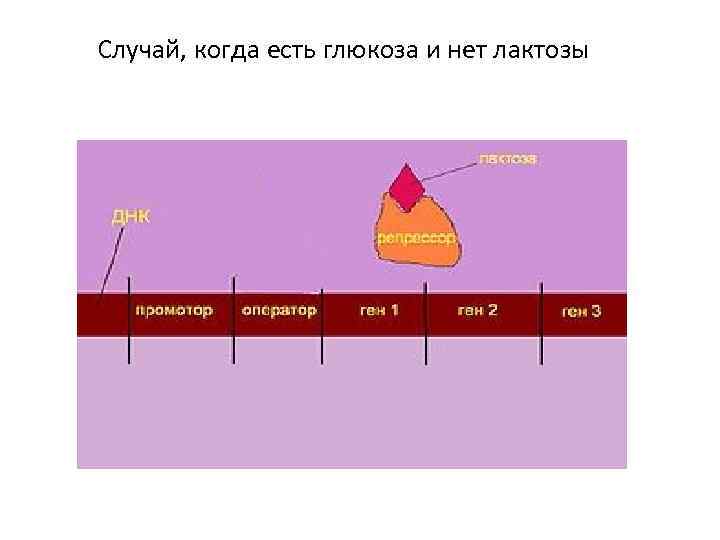 Случай, когда есть глюкоза и нет лактозы 