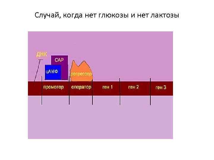 Схема переноса генетической информации в клетке роль матрицы