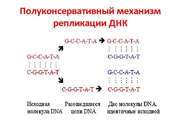 Полуконсервативный механизм репликации ДНК 