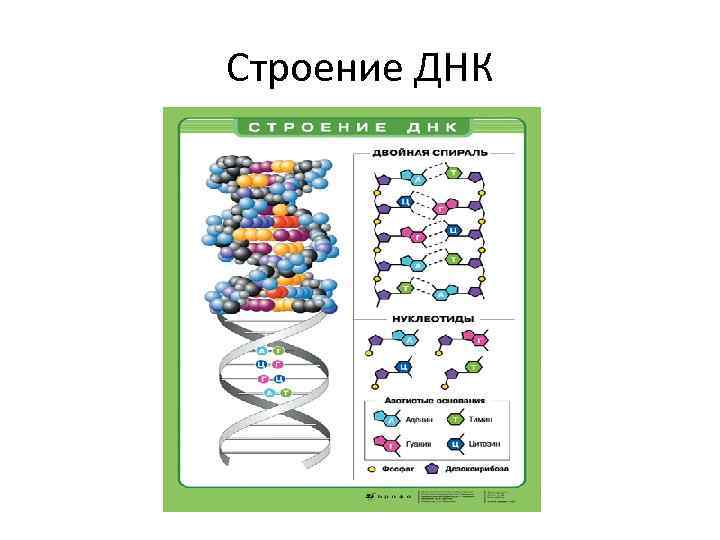 Строение ДНК 