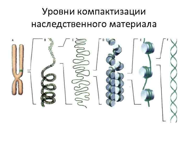 Уровни компактизации наследственного материала 