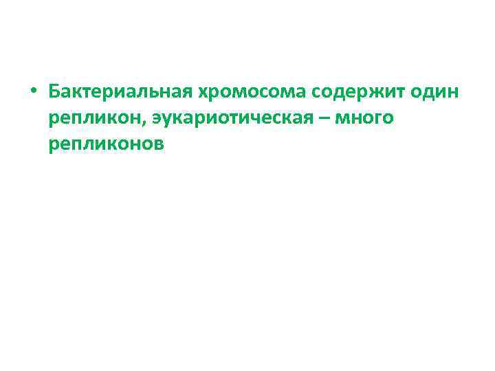  • Бактериальная хромосома содержит один репликон, эукариотическая – много репликонов 