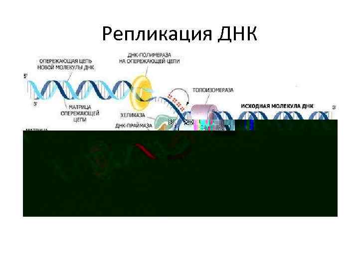 Репликация ДНК 