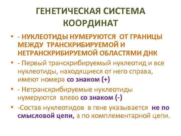 ГЕНЕТИЧЕСКАЯ СИСТЕМА КООРДИНАТ • НУКЛЕОТИДЫ НУМЕРУЮТСЯ ОТ ГРАНИЦЫ МЕЖДУ ТРАНСКРИБИРУЕМОЙ И НЕТРАНСКРИБИРУЕМОЙ ОБЛАСТЯМИ ДНК