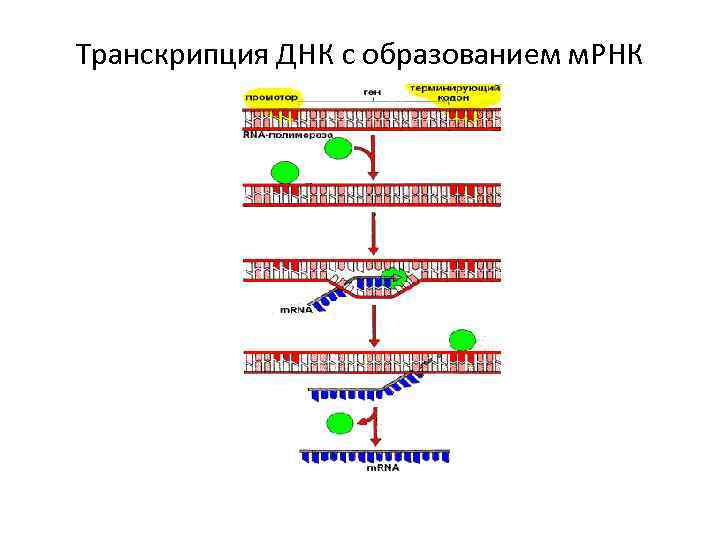 На матрице рнк происходит. Трансляция ДНК С образованием МРНК этапы. РНК образуется в результате транскрипции. Транскрипция ДНК В МРНК. Название цепей ДНК при транскрипции.