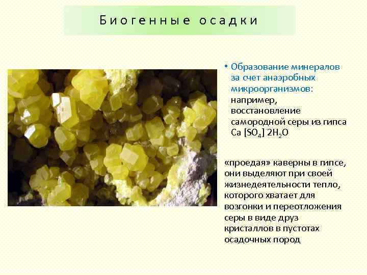 Биогенные осадки • Образование минералов за счет анаэробных микроорганизмов: например, восстановление самородной серы из