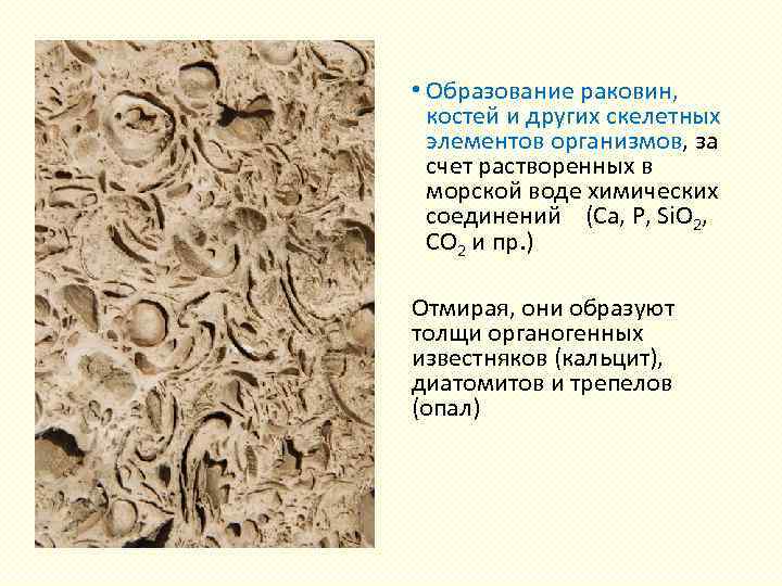 • Образование раковин, костей и других скелетных элементов организмов, за счет растворенных в